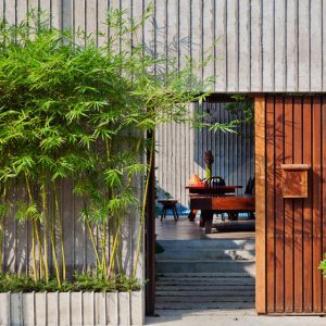 cây phong thủy - eco home design